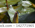 Katano Botanical Garden 142771965
