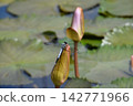 Katano Botanical Garden 142771966