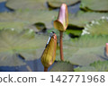 Katano Botanical Garden 142771968