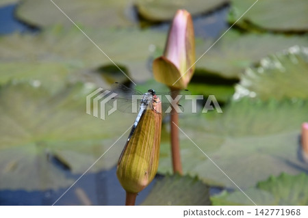 Katano Botanical Garden 142771968