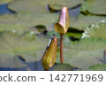 Katano Botanical Garden 142771969