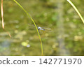 Katano Botanical Garden 142771970