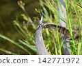 Katano Botanical Garden 142771972