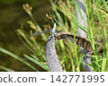 Katano Botanical Garden 142771995