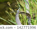 Katano Botanical Garden 142771996