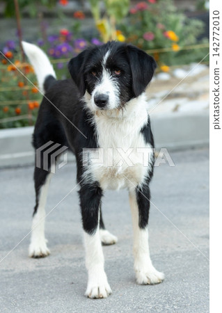 alert black and white wirehaired mixed breed dog standing 142772010