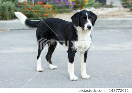 alert black and white wirehaired mixed breed dog standing alert black and white wirehaired mixed breed dog standing 142772011