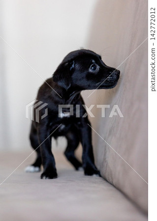 Xoloitzcuintli coated Xolo Mexican Hairless Dog puppy with soft black fur, tilting head curiously Xoloitzcuintli coated Xolo Mexican Hairless Dog puppy with soft black fur, tilting head curiously 142772012