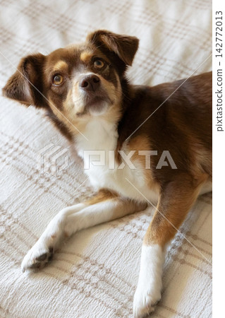small brown dog lying on bed and looking up small brown dog lying on bed and looking up 142772013