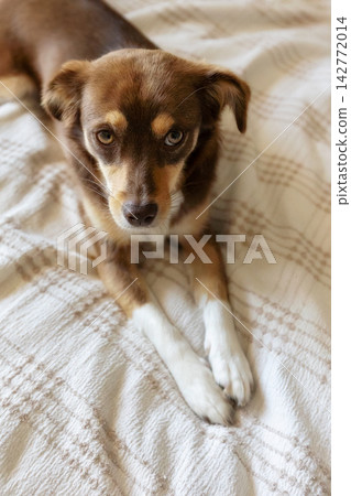 small brown dog lying on bed and looking into camera 142772014