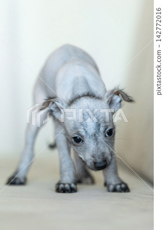 Xoloitzcuintli Xolo Mexican Hairless Dog puppy standing indoors, soft neutral background Xoloitzcuintli Xolo Mexican Hairless Dog puppy standing indoors, soft neutral background 142772016