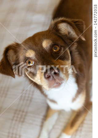 small brown dog lying on bed and looking up small brown dog lying on bed and looking up 142772018