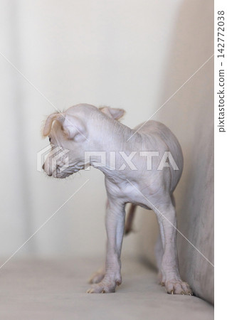profile view of Xoloitzcuintli Xolo puppy standing looking back 142772038