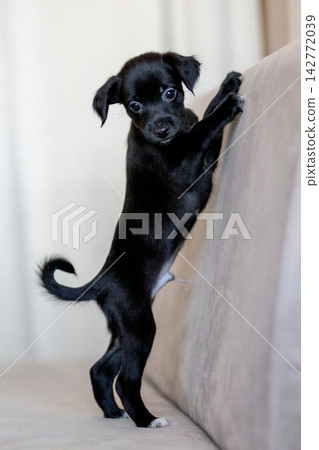 black coated Xoloitzcuintli Xolo puppy standing on couch black coated Xoloitzcuintli Xolo puppy standing on couch 142772039