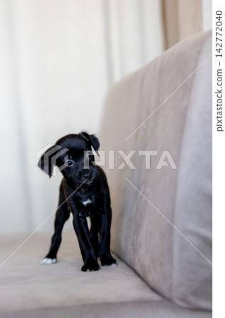 Xoloitzcuintli coated Xolo Mexican Hairless Dog puppy with soft black fur, tilting head curiously Xoloitzcuintli coated Xolo Mexican Hairless Dog puppy with soft black fur, tilting head curiously 142772040