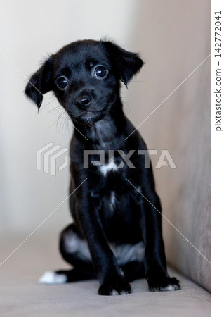 Xoloitzcuintli coated Xolo Mexican Hairless Dog puppy with soft black fur, tilting head curiously Xoloitzcuintli coated Xolo Mexican Hairless Dog puppy with soft black fur, tilting head curiously 142772041
