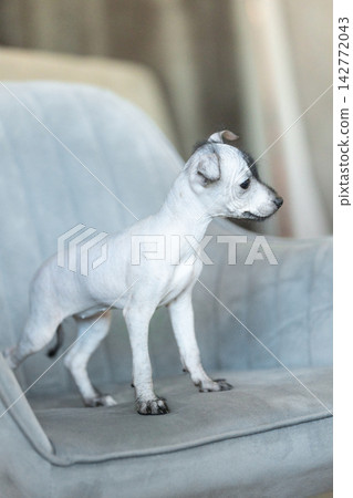 Xoloitzcuintli Xolo Mexican Hairless Dog puppy standing, soft neutral background Xoloitzcuintli Xolo Mexican Hairless Dog puppy standing, soft neutral background 142772043