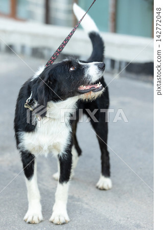 wirehaired black and white mixed breed dog standing on a leash and looking up during outdoor training wirehaired black and white mixed breed dog standing on a leash and looking up during outdoor training 142772048