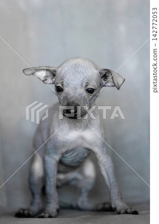 Xoloitzcuintli Xolo Mexican Hairless Dog grey puppy looking curiously at camera, background Xoloitzcuintli Xolo Mexican Hairless Dog grey puppy looking curiously at camera, background 142772053