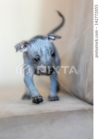 Xoloitzcuintli Xolo Mexican Hairless Dog puppy standing indoors, soft neutral background Xoloitzcuintli Xolo Mexican Hairless Dog puppy standing indoors, soft neutral background 142772055