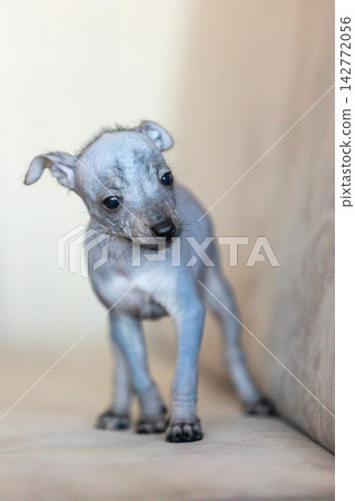Xoloitzcuintli Xolo Mexican Hairless Dog puppy standing indoors, soft neutral background Xoloitzcuintli Xolo Mexican Hairless Dog puppy standing indoors, soft neutral background 142772056