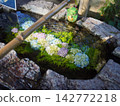 盛滿鮮花的水盆，水盆，繡球花 142772218