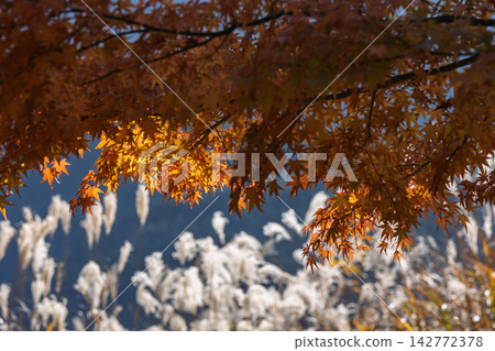 The autumn leaves are at their peak at Byobu-iwa Park in Soni Village, Nara Prefecture. The autumn leaves are at their peak at Byobu-iwa Park in Soni Village, Nara Prefecture. 142772378