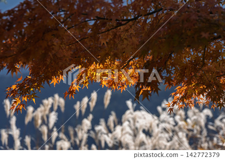 The autumn leaves are at their peak at Byobu-iwa Park in Soni Village, Nara Prefecture. The autumn leaves are at their peak at Byobu-iwa Park in Soni Village, Nara Prefecture. 142772379