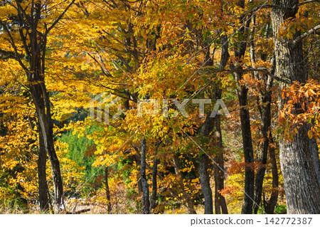 The autumn leaves are at their peak at Byobu-iwa Park in Soni Village, Nara Prefecture. The autumn leaves are at their peak at Byobu-iwa Park in Soni Village, Nara Prefecture. 142772387