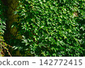 Green ivy covers wall in sunny location during midday hours 142772415