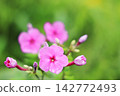 秋季，南會津盛開著粉紅色的夾竹桃和柔和的綠色花朵。 142772493