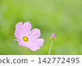 福島縣南會津町古町的粉紅波斯菊花朵和花苞 142772495