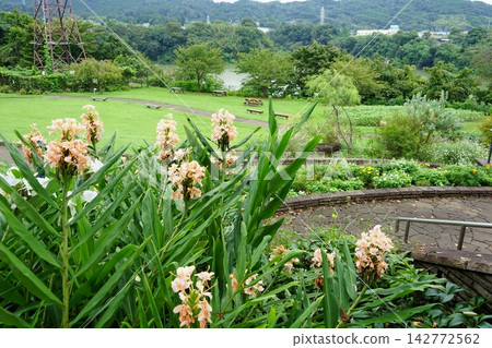 神奈川縣相模原市綠區築井湖城山公園花園周圍的景色。 神奈川縣相模原市綠區築井湖城山公園花園周圍的景色。 142772562