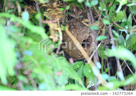 Hornets building a nest 142773264