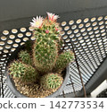 A landscape with potted plants 142773534