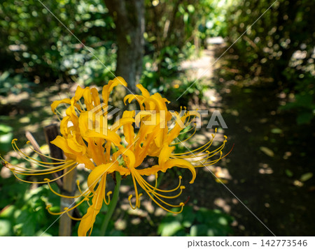 Yellow spider lilies blooming at a temple in Kita-Kamakura Yellow spider lilies blooming at a temple in Kita-Kamakura 142773546