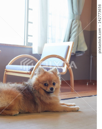 A cute Pomeranian puppy playing in a room at a pet-friendly Japanese-style hotel. A cute Pomeranian puppy playing in a room at a pet-friendly Japanese-style hotel. 142773656