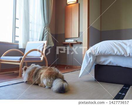 A cute Pomeranian puppy playing in a room at a pet-friendly Japanese-style hotel. 142773657