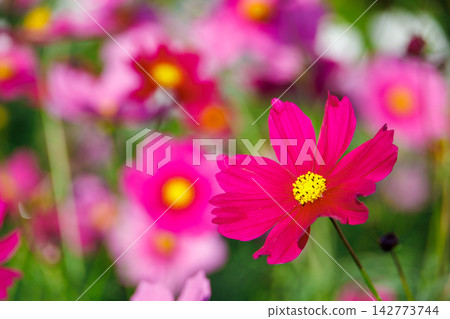 盛開的粉紅色波斯菊 盛開的粉紅色波斯菊 142773744