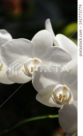 A brilliantly white Phalaenopsis orchid (February) 46V9.16 A brilliantly white Phalaenopsis orchid (February) 46V9.16 142773774