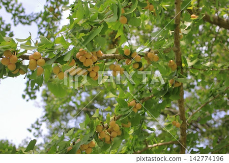 Ginkgo nuts, a fruit that signals the arrival of autumn. 142774196