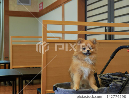 一隻可愛的博美幼犬在允許攜帶寵物的日式飯店宴會廳用餐。 一隻可愛的博美幼犬在允許攜帶寵物的日式飯店宴會廳用餐。 142774298