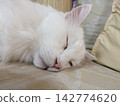 Sleeping white cat 142774620