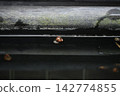Red ramshorn snails that eat algae in aquariums 142774855