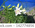 Cute white lily flowers 142774856