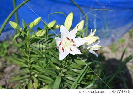 Cute white lily flowers Cute white lily flowers 142774856