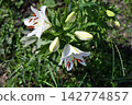 Beautiful lily flower 142774857