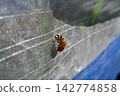 Cicada exoskeletons left on the netting in the field 142774858