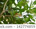 Cicada exoskeletons remaining on the underside of leaves 142774859