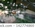 Cool cicada exoskeleton 142774860